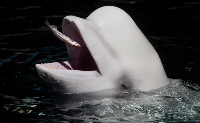 Animal welfare groups criticize Vancouver Aquarium after beluga whale death | iNFOnews.ca