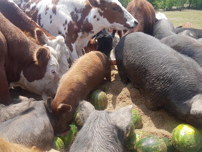 Farmers rattled after pigs, chickens stolen from central Nova Scotia farms | iNFOnews.ca