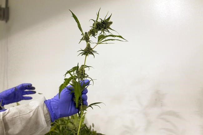Some quotes in reaction to Ontario's plan to sell marijuana | iNFOnews.ca