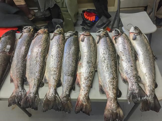 No wild Atlantic salmon found in N.B. river, conservation group says | iNFOnews.ca No wild Atlantic salmon found in N.B. river, conservation group says | iNFOnews.ca