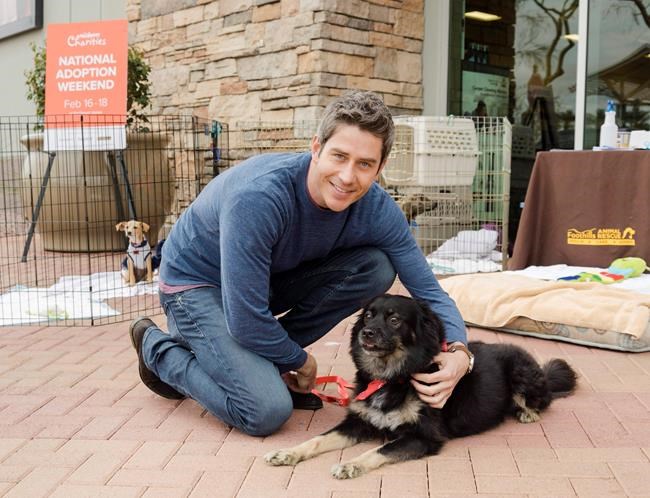 Will 'The Bachelor' ever meet its final rose? Two books analyze the franchise | iNFOnews.ca Will 'The Bachelor' ever meet its final rose? Two books analyze the franchise | iNFOnews.ca