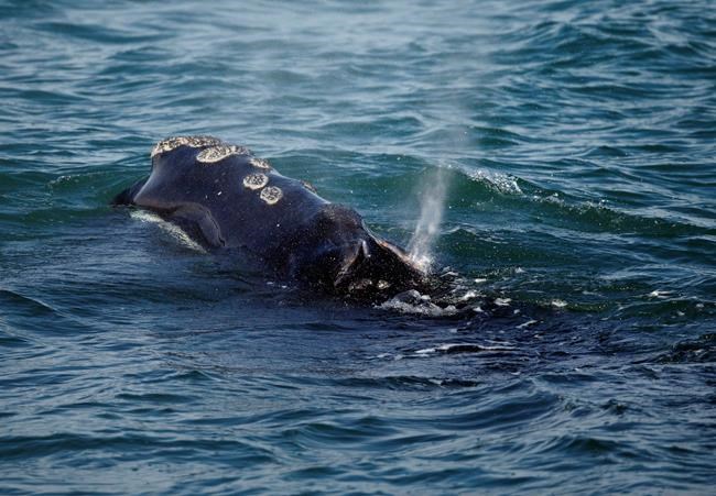 First North Atlantic right whale of season seen off N.S. amid fishing concerns | iNFOnews.ca CP278814044