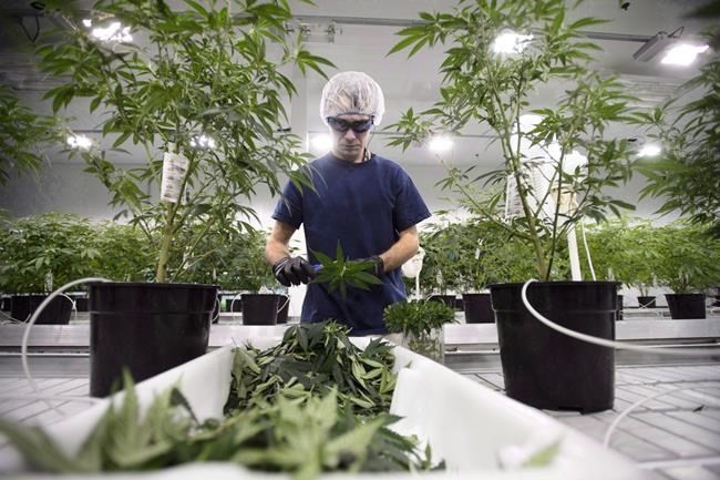 Canopy Growth reports $61.5M Q4 loss as it prepares for legal marijuana market | iNFOnews.ca