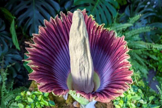 Exotic corpse flower begins to emit is putrid scent at Vancouver conservatory | iNFOnews.ca Exotic corpse flower begins to emit is putrid scent at Vancouver conservatory | iNFOnews.ca