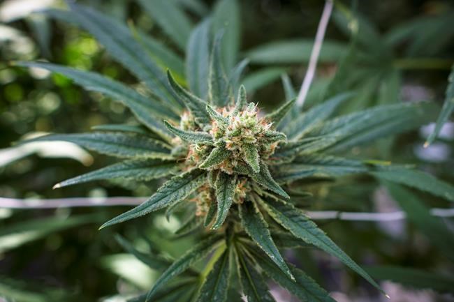 Ontario Cannabis Store announces supply agreements with 26 licensed producers | iNFOnews.ca Ontario Cannabis Store announces supply agreements with 26 licensed producers | iNFOnews.ca