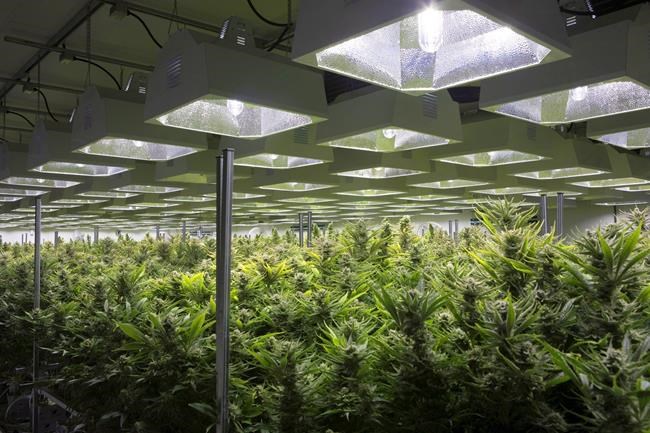 HEXO reaches friendly deal to buy Newstrike in all-stock deal valued at $263 million | iNFOnews.ca