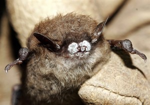 White-nose syndrome threatening bats in Eastern Canada, moving west: experts | iNFOnews.ca CP30447967