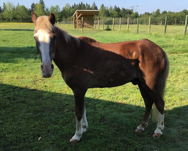 Last Sable Island horse in captivity dies at wildlife park in Nova Scotia | iNFOnews.ca
