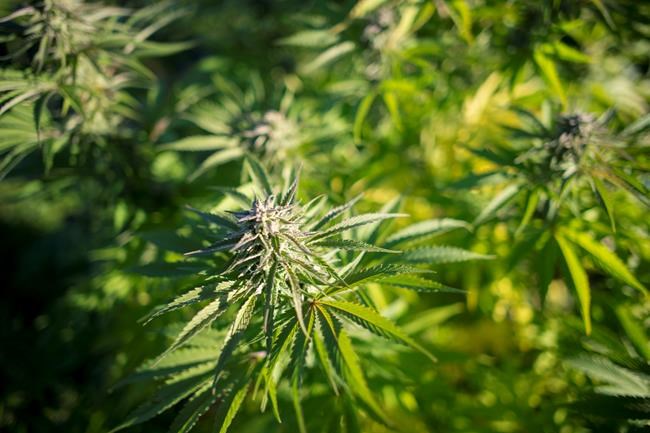 Aleafia to cancel supply deal with Aphria, citing failure to meet obligations | iNFOnews.ca Aleafia to cancel supply deal with Aphria, citing failure to meet obligations | iNFOnews.ca