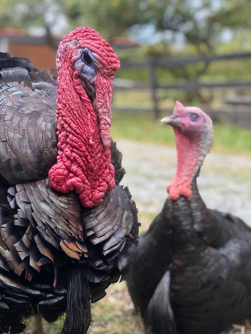Turkeys avoid dinner plate at Thanksgiving meal in Aldergrove, B.C. | iNFOnews.ca Turkeys avoid dinner plate at Thanksgiving meal in Aldergrove, B.C. | iNFOnews.ca