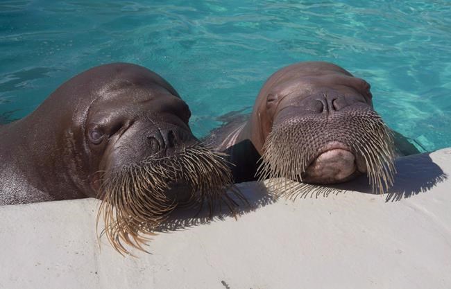 First of two pregnant walruses gives birth at Quebec City aquarium | iNFOnews.ca