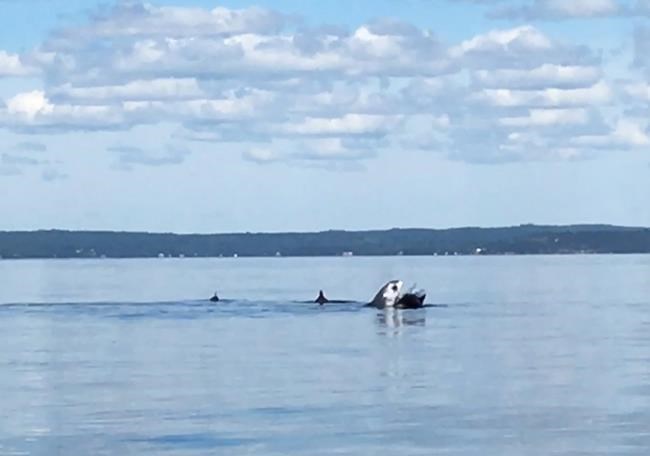 Two-metre shark spotted in Nova Scotia the latest in series of sightings | iNFOnews.ca Two-metre shark spotted in Nova Scotia the latest in series of sightings | iNFOnews.ca