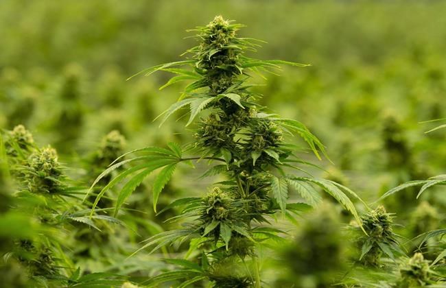 Cannabis company Hexo Corp. reports $62.4M first-quarter loss | iNFOnews.ca Cannabis company Hexo Corp. reports $62.4M first-quarter loss | iNFOnews.ca