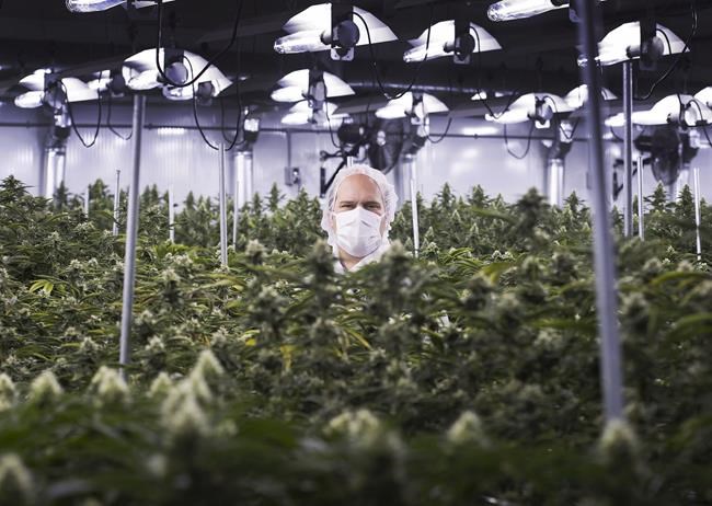 Aurora Cannabis to buy rival MedReleaf in $3.2B record-breaking deal | iNFOnews.ca