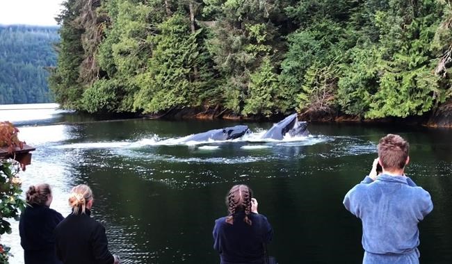 Humpback whales treat tourists to an early-morning show off B.C. coast | iNFOnews.ca