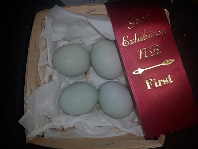 No dye needed: How an N.B. chicken farm makes blue, green, pink and yellow eggs | iNFOnews.ca