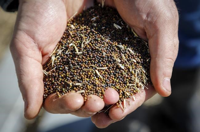 Canadian farmers face uncertainty after China escalates canola feud | iNFOnews.ca CP1980491848
