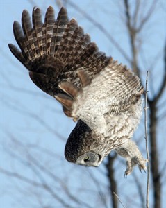 Could owls have the answer for stealthy aircraft? Engineer researchers think so | iNFOnews.ca