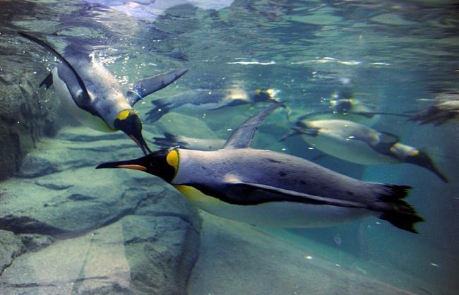 Pair of male king penguins parenting new chick at Calgary Zoo | iNFOnews.ca