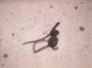 CP29794605
