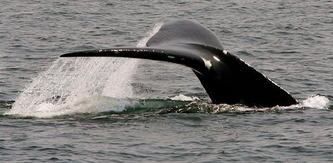 Necropsy indicates Canadian fishing gear likely caused death of right whale | iNFOnews.ca Necropsy indicates Canadian fishing gear likely caused death of right whale | iNFOnews.ca