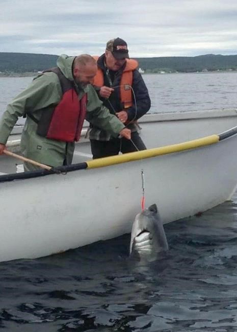 'It was a big, big, big fish': Man fishing for cod hooks two-metre shark | iNFOnews.ca