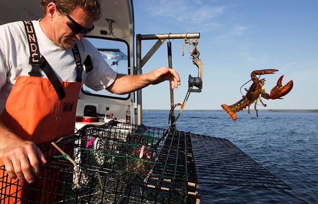 Sweden digs in on proposal to ban lobsters from Europe | iNFOnews.ca