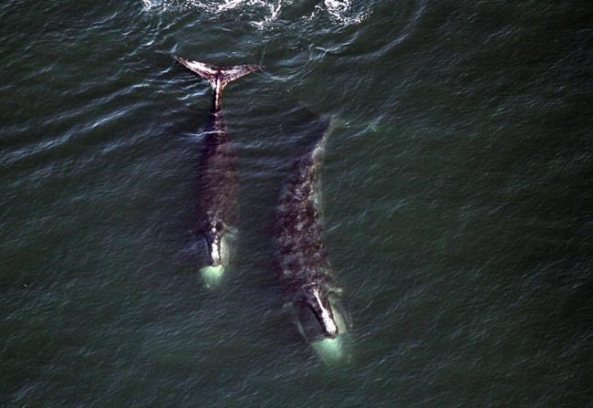 Fisheries department looking into right whale deaths in the Gulf of St. Lawrence | iNFOnews.ca