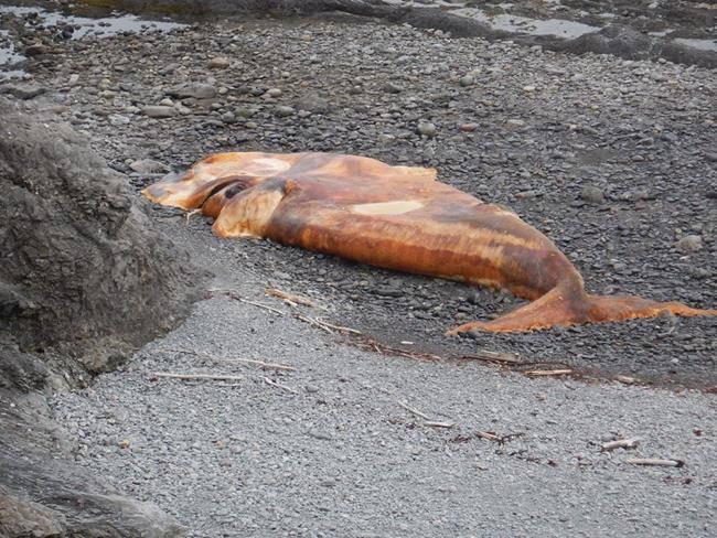 Tenth right whale found dead: 'This population can't sustain another hit' | iNFOnews.ca