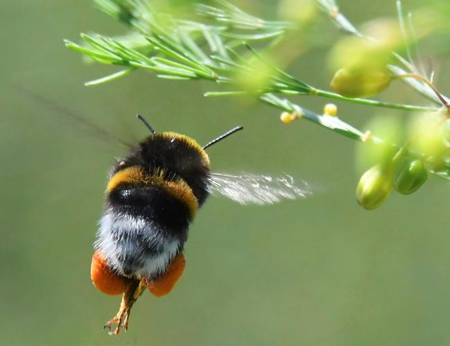 Bumblebee colonies at risk of extinction after pesticide exposure: Study | iNFOnews.ca Bumblebee colonies at risk of extinction after pesticide exposure: Study | iNFOnews.ca