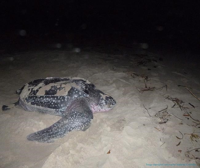 Globe-trotting sea turtle remembered for contributions to research | iNFOnews.ca