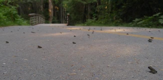 Migration begins: blame toadlets if ground seems to move in Whistler, B.C. | iNFOnews.ca