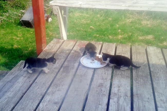 Feral cats roaming N.L. island face uncertain future as humans prepare exit | iNFOnews.ca