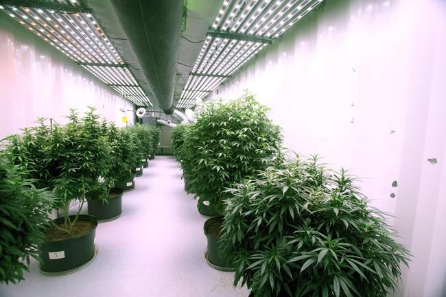Organigram shares dive nearly 20% after warning Q4 revenue would miss Q3 levels | iNFOnews.ca