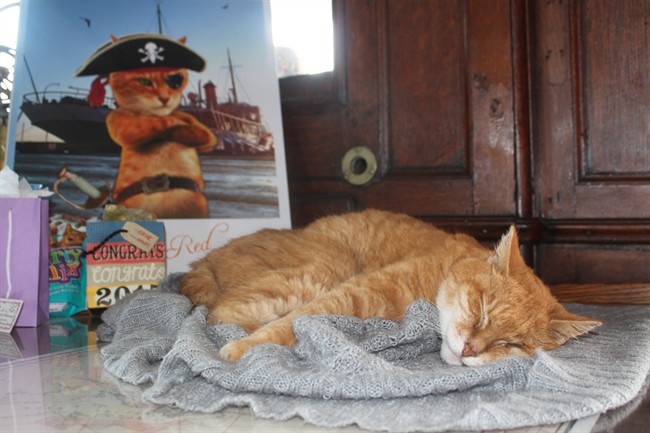 Retirement party held in Halifax for cat who caught rodents aboard CSS Acadia | iNFOnews.ca CP34644771