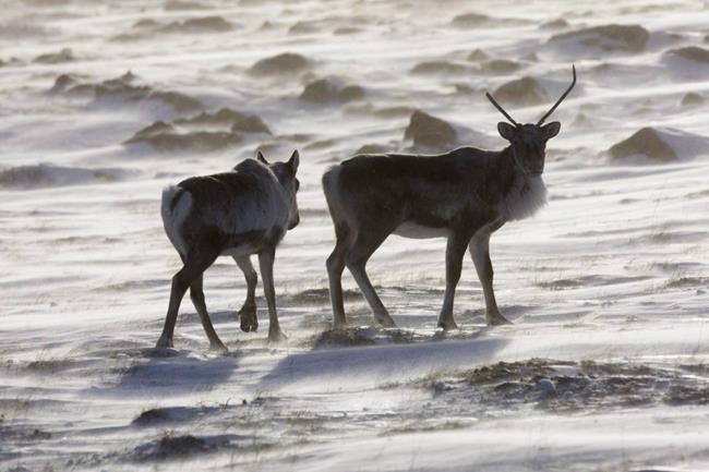 Caribou habitat restoration may be ineffective in the short term, says UBC study | iNFOnews.ca