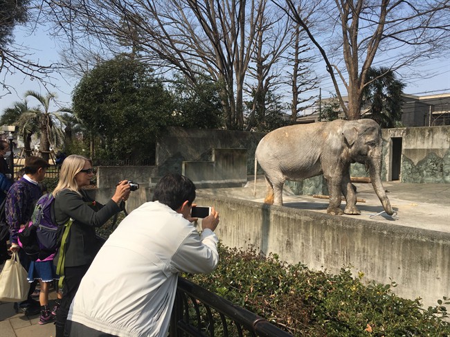 Japan zoo to improve conditions but keep elephant after B.C. woman's campaign | iNFOnews.ca CP36685219