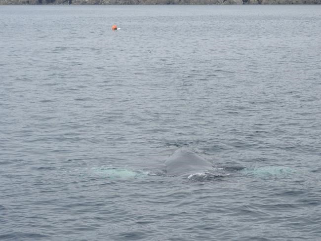 New sighting of entangled humpback whale off eastern Newfoundland | iNFOnews.ca