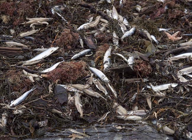'Confluence of events' may have caused mysterious fish kill off Nova Scotia | iNFOnews.ca 'Confluence of events' may have caused mysterious fish kill off Nova Scotia | iNFOnews.ca