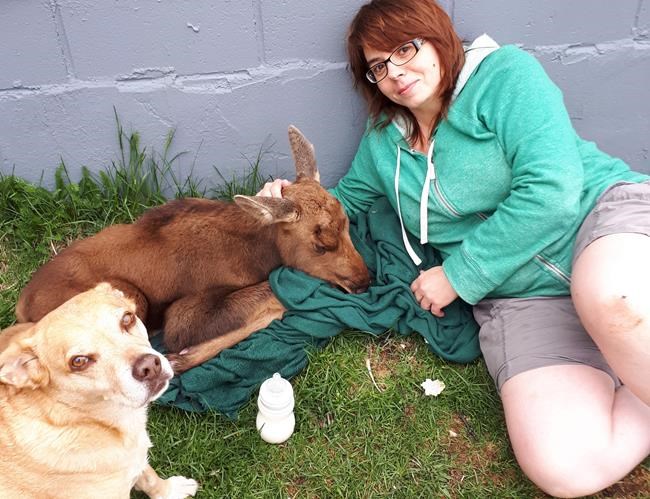 Newfoundland woman heartbroken after local SPCA puts down three-day-old moose | iNFOnews.ca
