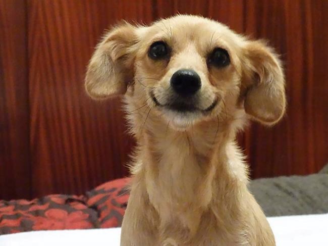 Search for rescue dog who bolted at airport ends after pup found | iNFOnews.ca Search for rescue dog who bolted at airport ends after pup found | iNFOnews.ca