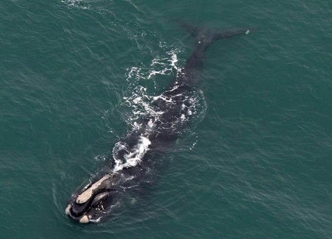 Calving season ends, but no baby North Atlantic right whales spotted | iNFOnews.ca Calving season ends, but no baby North Atlantic right whales spotted | iNFOnews.ca
