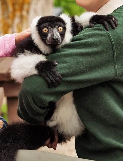 Lemur allegedly taken from Ontario zoo found safe; two other animals outstanding | iNFOnews.ca