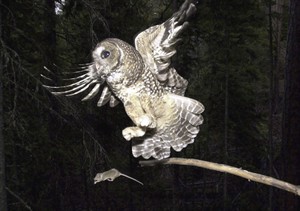 Survival of endangered spotted owls forces B.C. to kill cousin species | iNFOnews.ca CP21765571