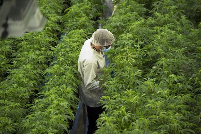 Cannabis venture capital firm Canopy Rivers reports $1.8-million Q4 loss | iNFOnews.ca