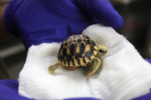 Toronto Zoo announces Canada's 1st hatching of Burmese star tortoise | iNFOnews.ca CP29653581
