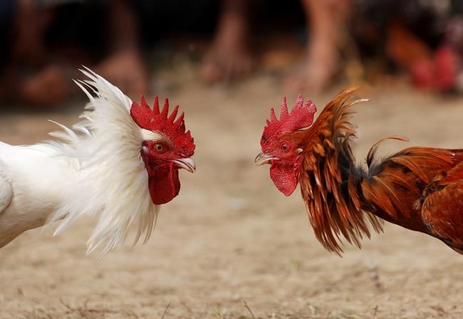 Property in Surrey, B.C., searched on suspicion of cock fighting | iNFOnews.ca