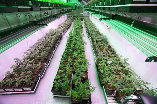 Marijuana producers getting high on expansion in anticipation of rising demand | iNFOnews.ca CP742975489