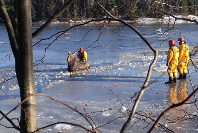 N.B. firefighters rescue moose from icy river: 'She was kind of slippery' | iNFOnews.ca