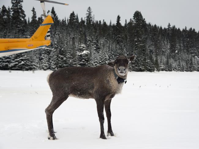 Ontario First Nation and province to remove caribou from wolf-infested island | iNFOnews.ca